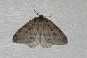 Epirrita dilutata (November Moth).JPG